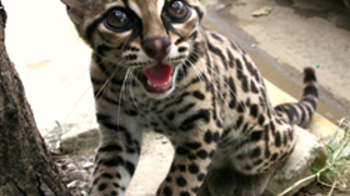 Bad Kitty!